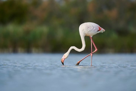 Greater Flamingo (Phoenicopterus roseus) walking in the water, Parc Naturel Regional de Camargue,