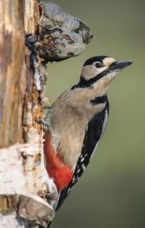Great Spotted Woodpecker, Great Spotted Woodpecker, Birds, High Size, Portrait, Leo, Male,