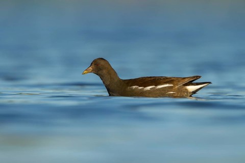 Common Moorhen (Gallinula chloropus) juvenile, Utrecht, Netherlands