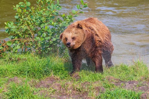 One adult eurasian brown bear (Ursus arctos arctos) leaving the lake, shaking off the water from