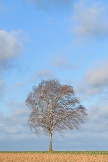Birch (Betula), a solitary tree in strong winds, a blue, cloudy sky, North Rhine-Westphalia,