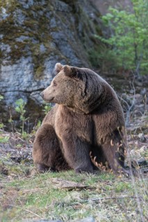 One adult female eurasian brown bear (Ursus arctos arctos) sitting on meadow in bright sunlight