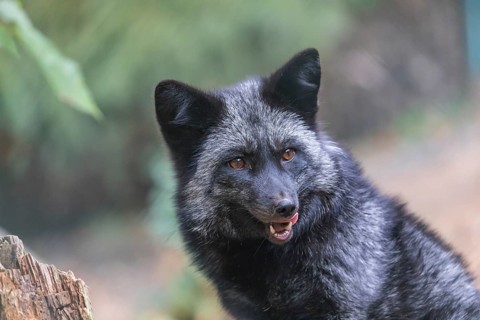 One silver fox (Vulpes vulpes) sitting behind a rotten tree stump and hidden behind some green