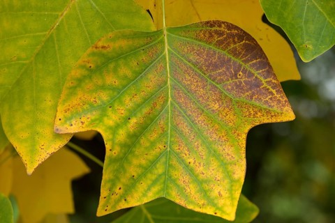 Autumn leaf of the tulip tree (Liriodendron tulipifera), Bavaria, Germany