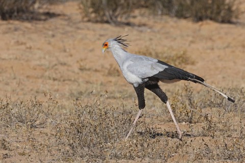 Secretarybird (Sagittarius serpentarius), Northern Cape, South Africa