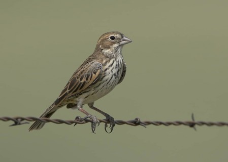 Lark Bunting (Calamospiza melanocorys) female, Colorado, USA
