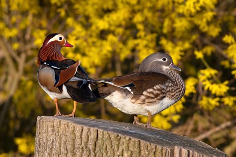 Mandarin duck (Aix galericulata), pair in mating season, sitting on a tree trunk, Heiligenhaus,