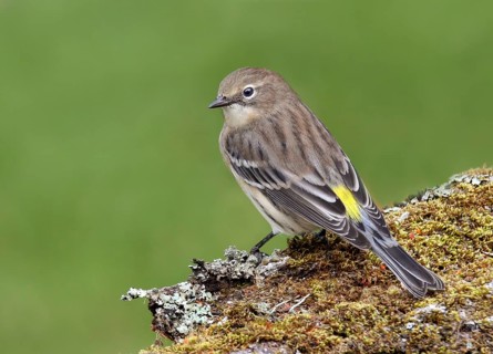 Yellow-rumped Warbler, Setophaga coronata, perched on amossy log in Saskatoon, Saskatchewan