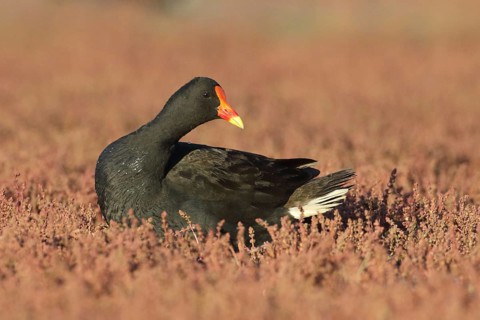 Dusky Moorhen (Gallinula tenebrosa), Victoria, Australia