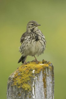 Meadow Pipit (Anthus pratensis), Iceland
