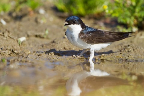 Common House Martin (Delichon urbicum), Baden-Wuerttemberg, Germany