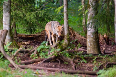 A female adult grey wolf (Canis lupus lupus) runs through a forest on a sunny day