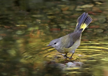 American Redstart (Setophaga ruticilla) female, Saskatchewan, Canada