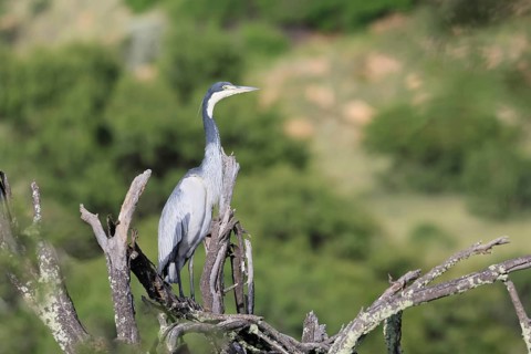 Black-necked Night Heron (Ardea melanocephala), adult, alert, perch, Mountain Zebra National Park,