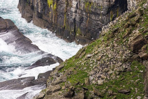 Guillemot (Uria aalge) and kittiwake (Rissa tridactyla), seabird colony on a rocky slope, Orkney