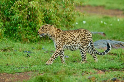 A leopard prowls alertly through the green savannah, ready to hunt, leopard (Panthera pardus),