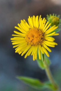 Elecampane, Asteraceae, British Yellowhead, Inula Britannica, Daisy, Seaweed, Wild Elecampane,