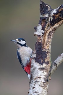 Great spotted woodpecker (Dendrocopos major) adult bird on a tree trunk, England, United Kingdom