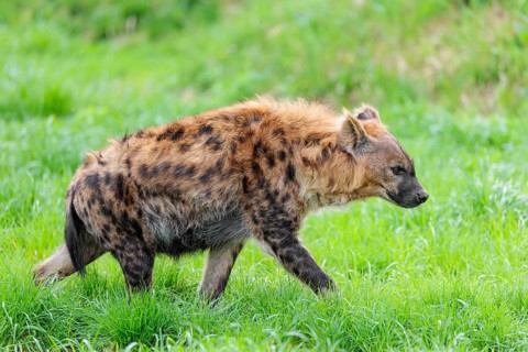 An adult female Spotted Hyena (Crocuta crocuta) runs across a green meadow