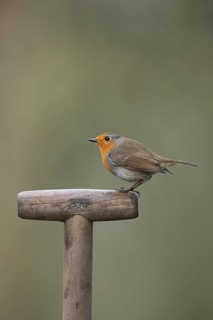 European robin (Erithacus rubecula) adult garden bird on a fork handle, England, United Kingdom