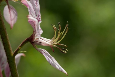 Ashwort, Burning Bush, Dictamnus Albus, Diptam, Rutaceae, Burning Bush, Dittany, Flora, Fraxinella,