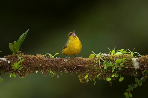 Olive-backed euphonia