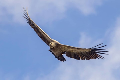 Griffon Vulture (Gyps fulvus) flying, Friuli, Italy