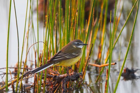 Western Yellow Wagtail (Motacilla flava iberiae) male, Mallorca, Spain