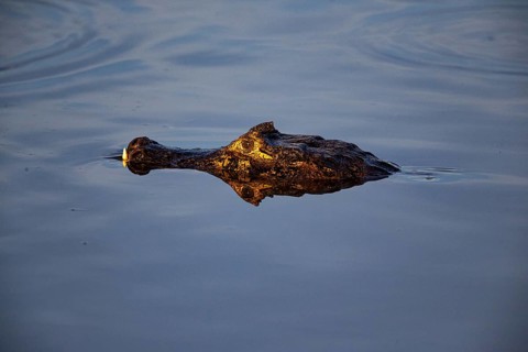 Spectacled caiman (Caiman crocodilius) Panatanal Brazil