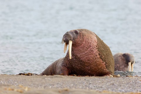 Walrus, (Odobenus rosmarus), (Trichechus rosmarus), animals, mammals, Spitsbergen, Longyearbyen,