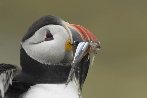 Atlantic Puffin (Fratercula arctica), Scotland, United Kingdom