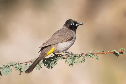 White-spectacled Bulbul (Pycnonotus xanthopygos) perched on a branch, Eilat, Israel