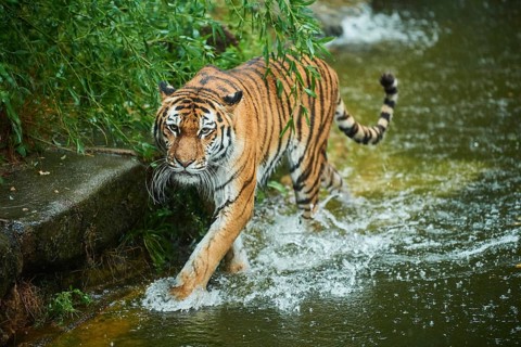 Siberian tiger (Panthera tigris altaica) in the water, rainy, cat, captive, Germany