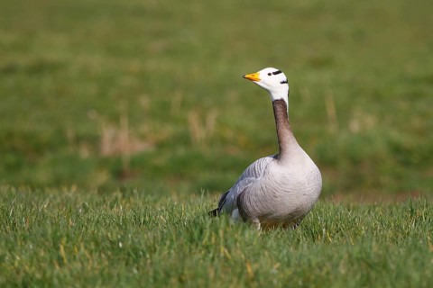 Bar-headed Goose (Anser indicus), Netherlands