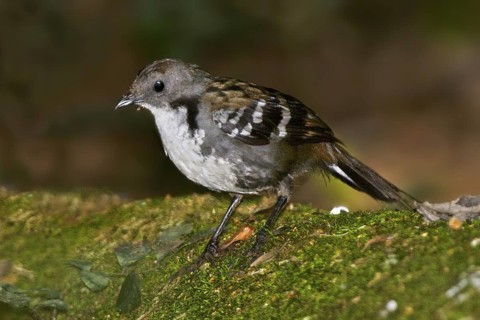 Australian Logrunner (Orthonyx temminckii) male, Queensland, Australia