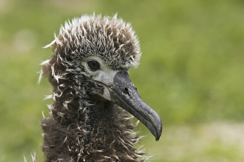 Laysan Albatross (Phoebastria immutabilis), Hawaii, USA
