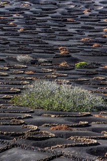 La Geria wine-growing region and work of art, UNESCO World Heritage Site, Lanzarote, Canary