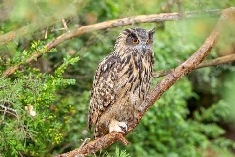 Eurasian eagle-owl (Bubo bubo), captive, sitting on a branch in a forest, Pyrenees, Catalonia,