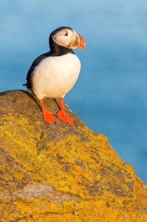 Atlantic Puffin (Fratercula arctica) on cliff, Iceland