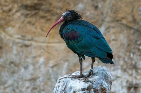 Geronticus eremita, wild rapp, birds, ciconiiformes, walking birds, stork birds, birds