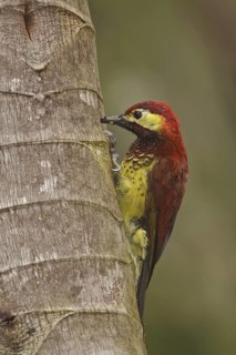 Crimson-mantled Woodpecker (Colaptes rivolii), Ecuador
