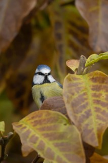 Blue tit (Cyanistes caeruleus) adult garden bird in a magnolia tree with autumn colour leaves,