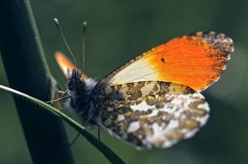 Anthocharis cardamines, aurorafeath, orange tip, butterfly, insects, insects, leo, butterfly,