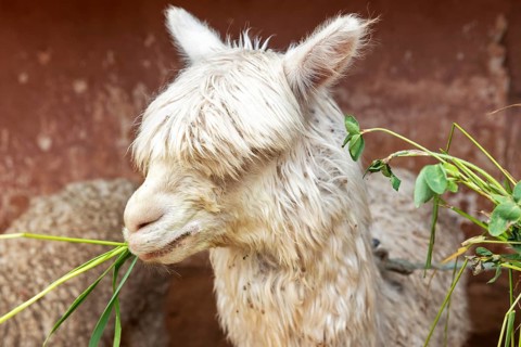 Alpaca (Vicugna pacos), Cusco, Peru