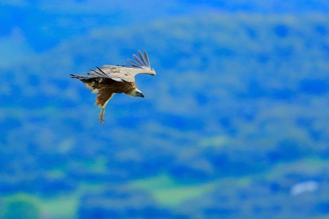 Griffon Vulture (Gyps fulvus) flying, Andalusia, Spain