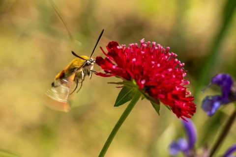 Hummingbird hawk-moth (Macroglossum stellatarum) on red widow flower (Knautia macedonica),