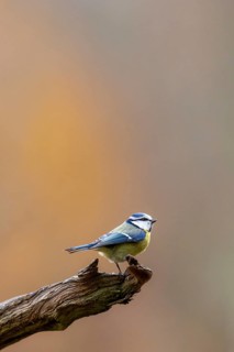 A blue tit perched on a branch against a blurred background in warm colours, blue tit (Cyanistes