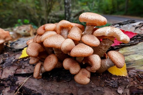 Common Hallimasch, also golden yellow or honey yellow Hallimasch (Armillaria mellea), on rotting