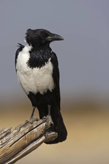 Pied Crow (Corvus albus), Oshikoto, Namibia