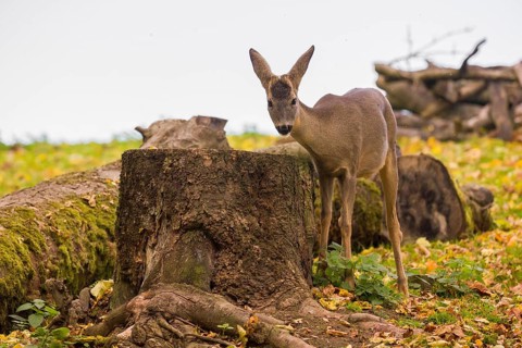 One female Roe Deer, (Capreolus capreolus), nibbles moss from a tree stump